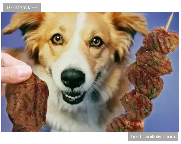 高磊家的狗都吃进口牛肉了